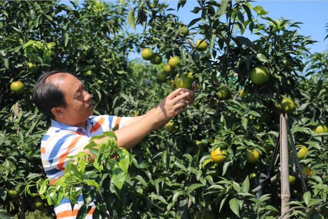 他可能是中國學歷最高“三霸”農民卻回鄉種魏柑