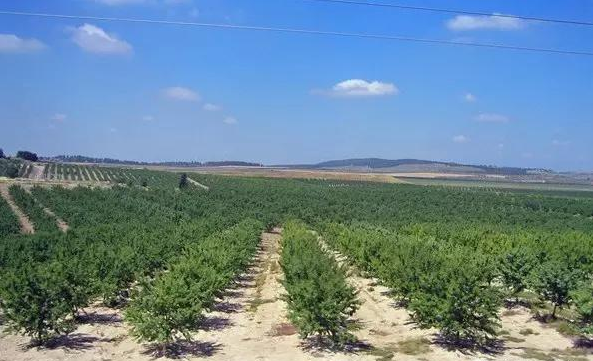 以色列滴灌 樹(shù).png 以色列滴灌 樹(shù).png